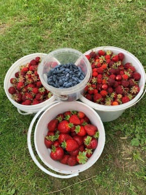 Как подготовить клубнику к зиме: три простых шага