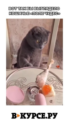 Вечернее веселое на «В курсе.ру»