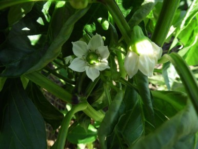 Почему важно потряхивать стебли томатов, перцев и баклажанов