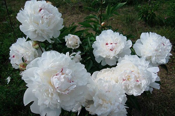 ���� ������� �������: ������� � ��������������� � ����� ����