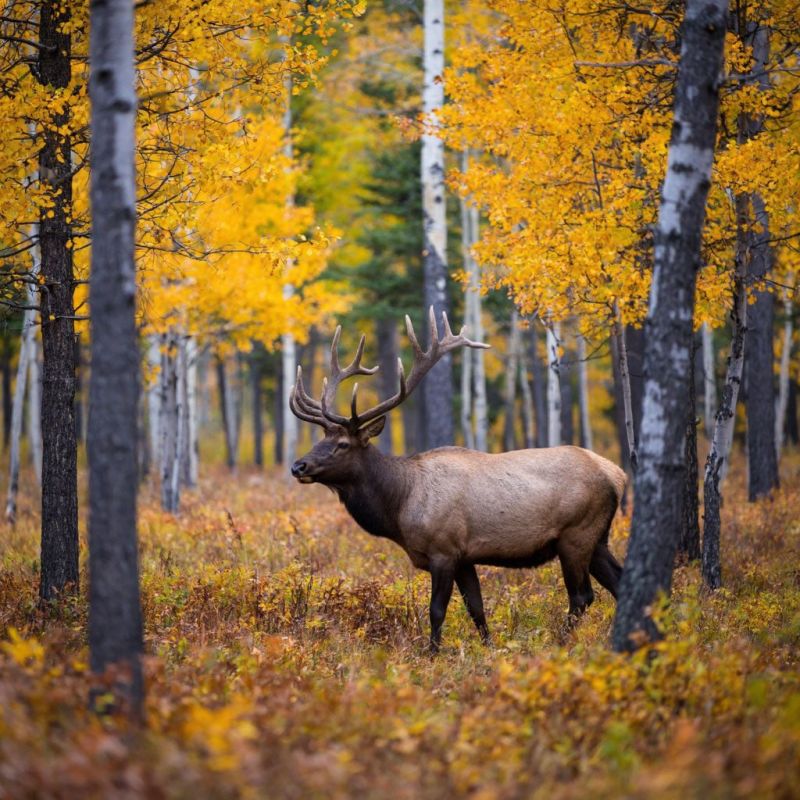 � ����� ������������� �������� ��������������� ������������� ���������� ���� � ���������� �������� ����