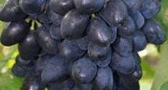 Удивительные сорта винограда Надежда: раскройте их тайны