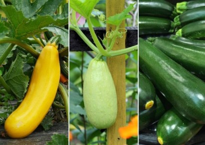 ������ � �������� ����� ������ � ��� � ���� ��������