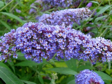 ������� ����� �� �������� ������ ��� ������ ��������