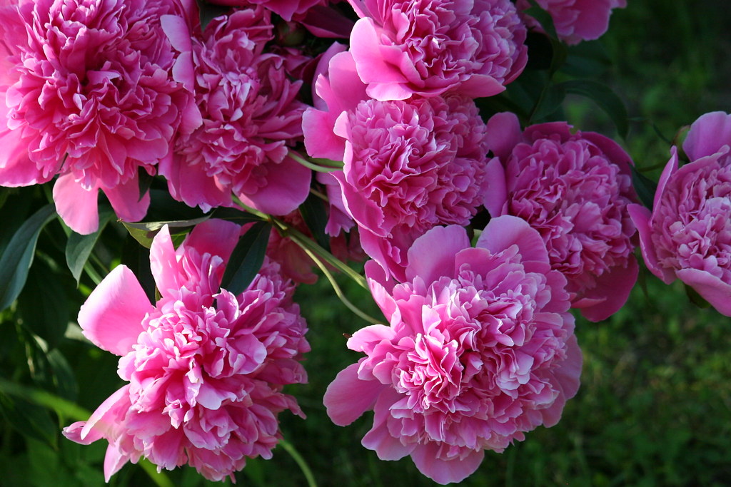 Как обеспечить пышное цветение пионов и крепкие стебли