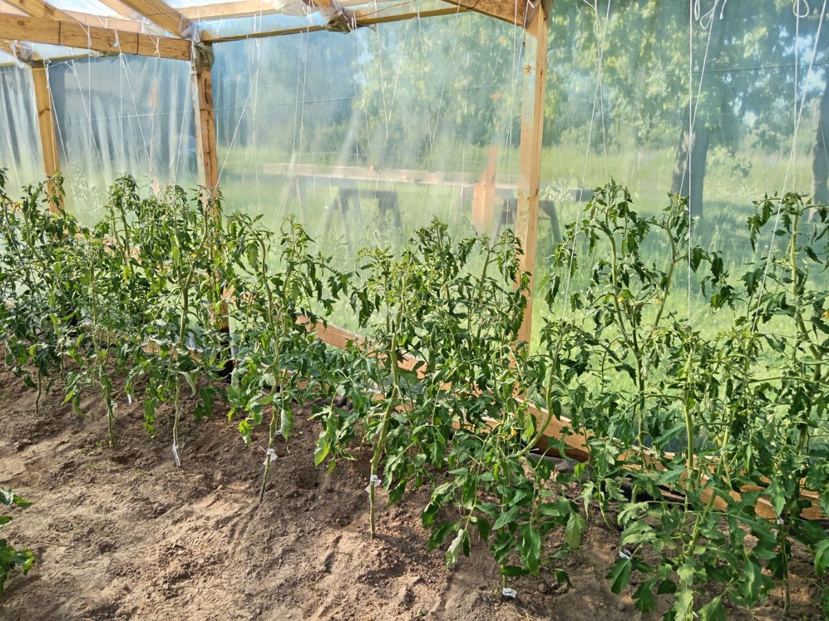 Защита томатов от фитофторы: основные меры в июле