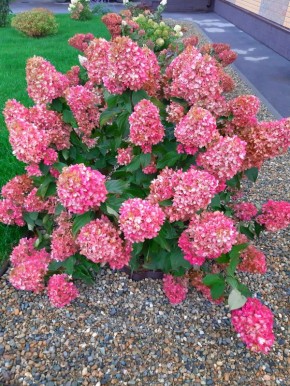 ������ ��������� � ��������� ����� ��� ������ ����