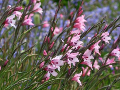 ��� ������� ��������� ���� ��� ������� �����������