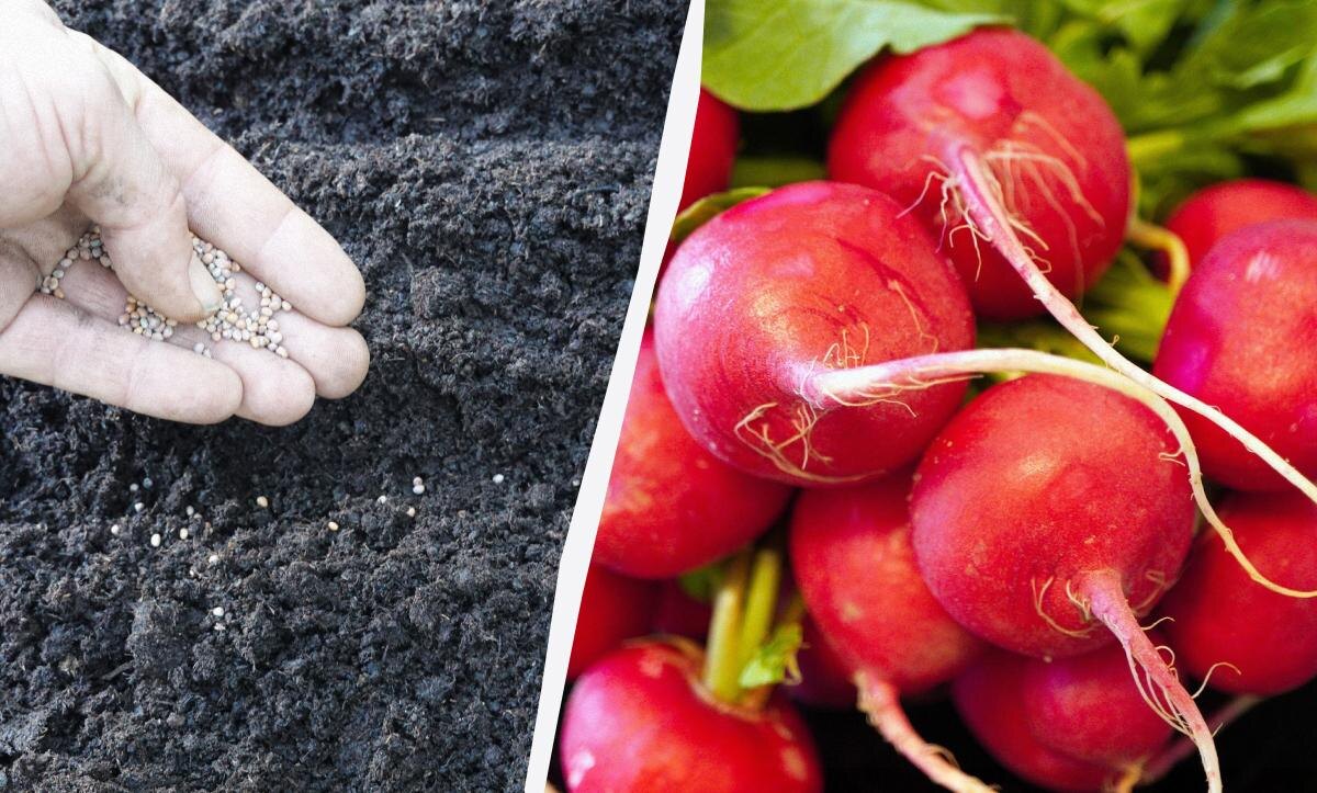 Секреты успешной зимней редиски: когда и как сажать