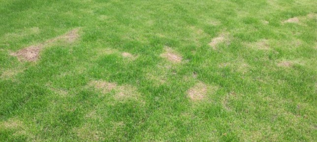 Что стоит знать о химических ожогах газона?