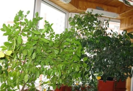 ��� ������� �������� �������� ��� �� ������: ������ � ��������