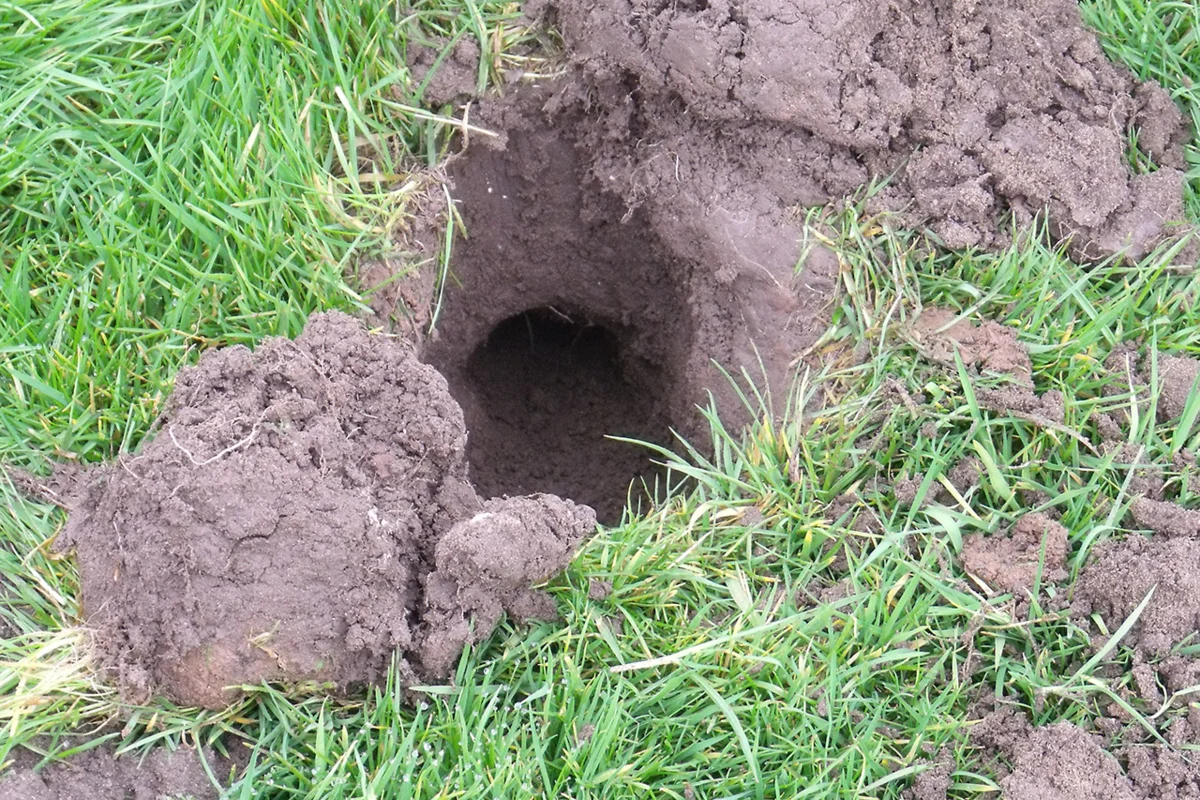 Как дачники находят неожиданные решения в борьбе с кротами и землеройками