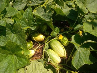 ������ �������� ������ ����� ��������: ������ �� ������