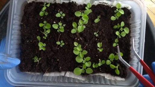 ��������� �������: ��� ��������� �������� ���� ������ ����