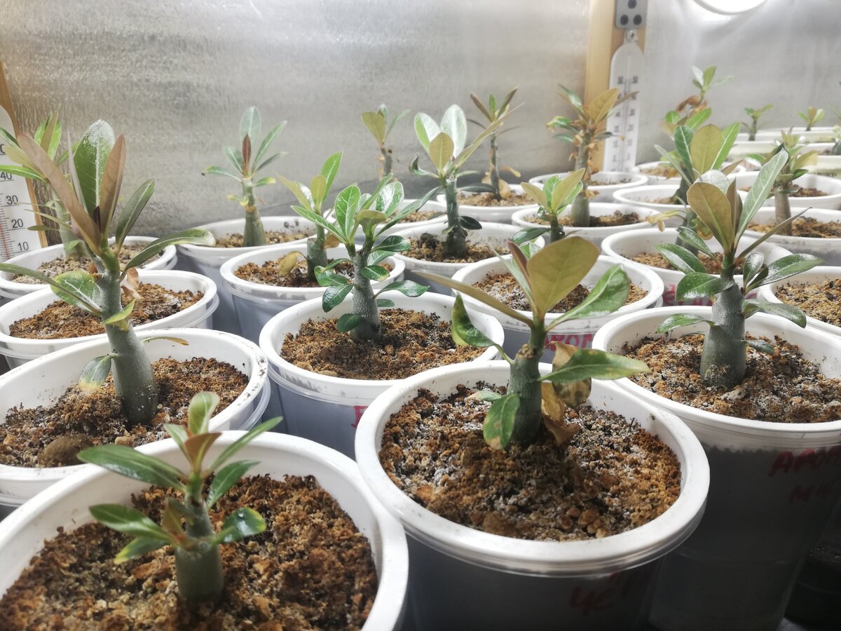 Как зимнее солнце влияет на рост адениумов по сравнению с искусственным освещением