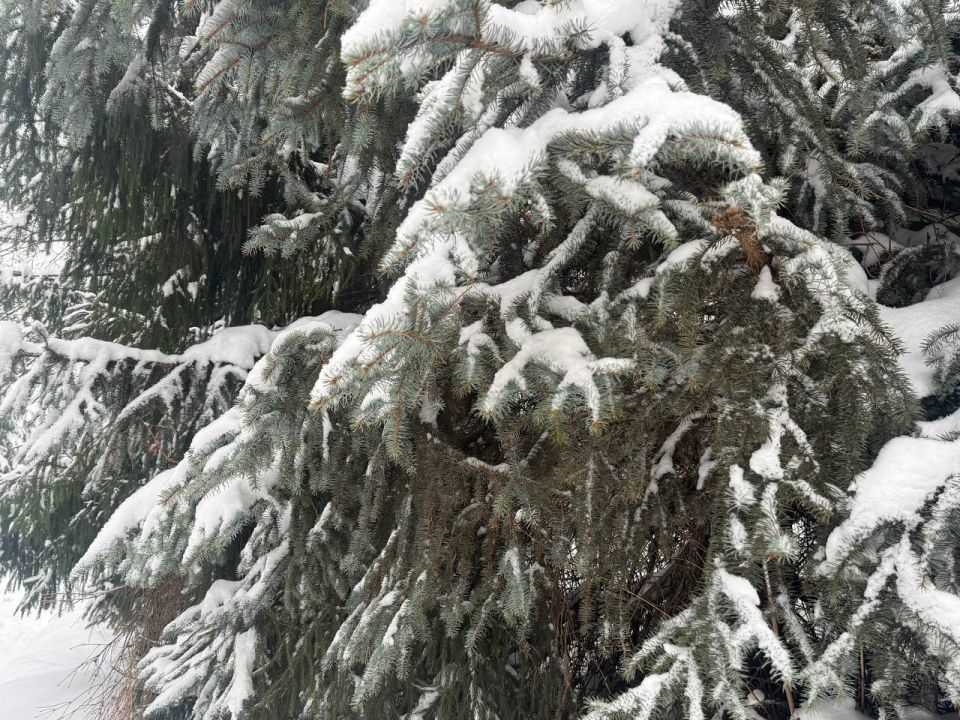 В Прикамье снег начнет таять с 12 марта