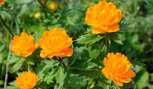 ����������: ������� ����� �� ����������� ��������� ������ ����