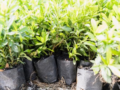 Не делать этого! Вбивание кола сразу после посадки — как поставить под угрозу корни дерева