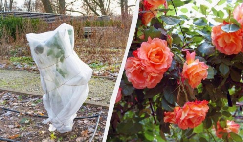 Как защитить розы от зимних холодов: простое укрытие за 20 минут