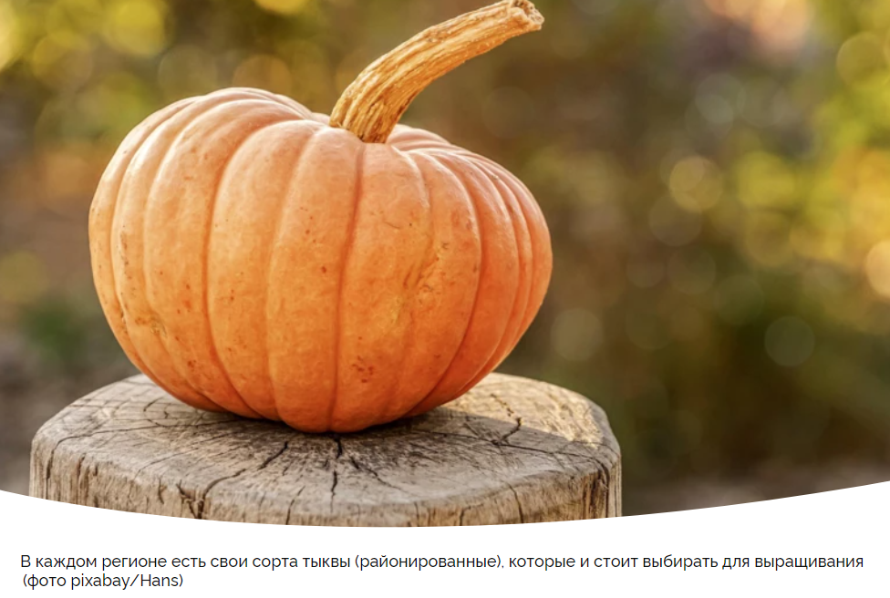 Сладкая тыква: семь сортов, которые стоит попробовать