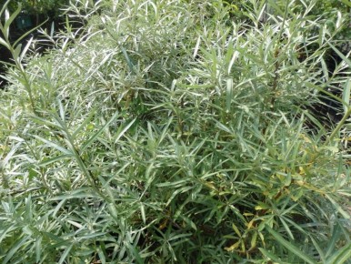 ������� �������� ������ �������� � ������� �� ����������� ������� ������