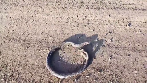 Змеи проснулись в Прикамье