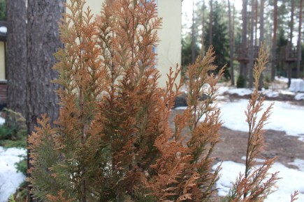 ������ ��������� � �������� � ������������ �������������: �������� �������