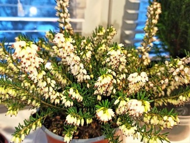 ����� ������� ������ �� ��������, ������� �� ����� ������ ����?