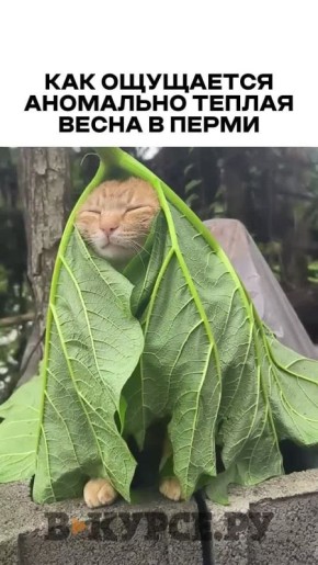 «Вечернее веселое» на «В курсе.ру»