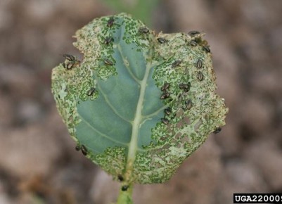 ������� ������ � ������������� �������: ��� ������ ���� ������