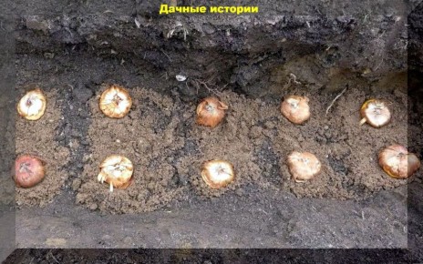 Гладиолусы: секреты успешной высадки и ухода для начинающих садоводов