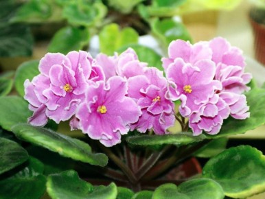 Как правильно ухаживать за фиалками: советы по подкормке для пышного цветения