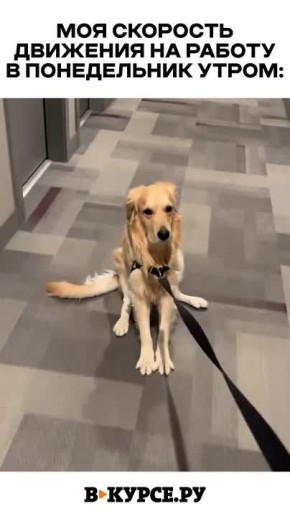 Вечернее веселое на «В курсе.ру»