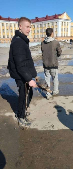 Горе-предприниматели продолжают эксплуатировать сов ради платных селфи