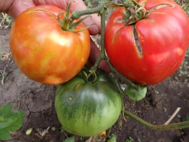 Как вырастить рассаду томатов: советы опытного садовода