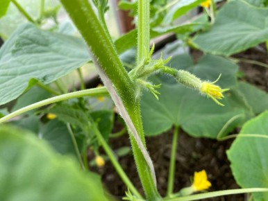 ��� ���������� �� ���������� �� �������: ������� �������