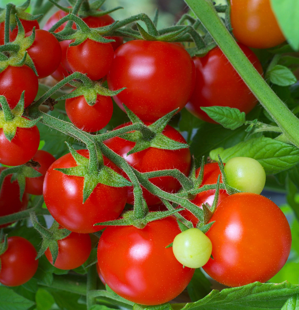 Как правильно поливать томаты в жару: полезные добавки для максимального урожая