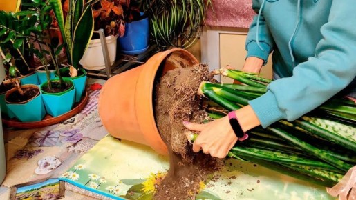 �������� ��������� ��������� ��������: ��� �� ��������