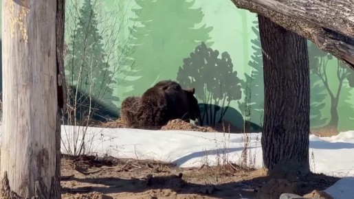 ����� ��������� �������� ����������