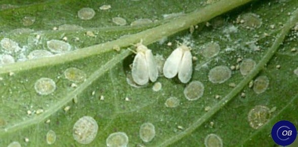 ��� ���������� ���������� � �����������: �������� ������ ��� ���������