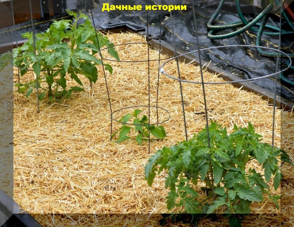 ����� ������������ ����� � ��� ��� ������ ���������