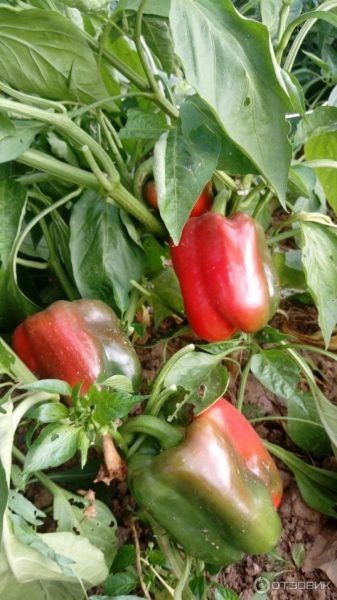 ����� ����� �����: ��������� ����� ��� ������ �������