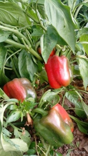 ����� ����� �����: ��������� ����� ��� ������ �������