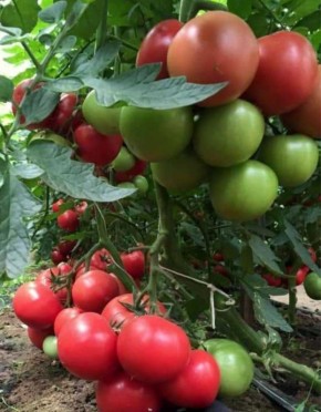 ������� ������� ������������ �������: ��� �������?