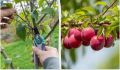 Секреты осенней обрезки сливы для щедрого урожая