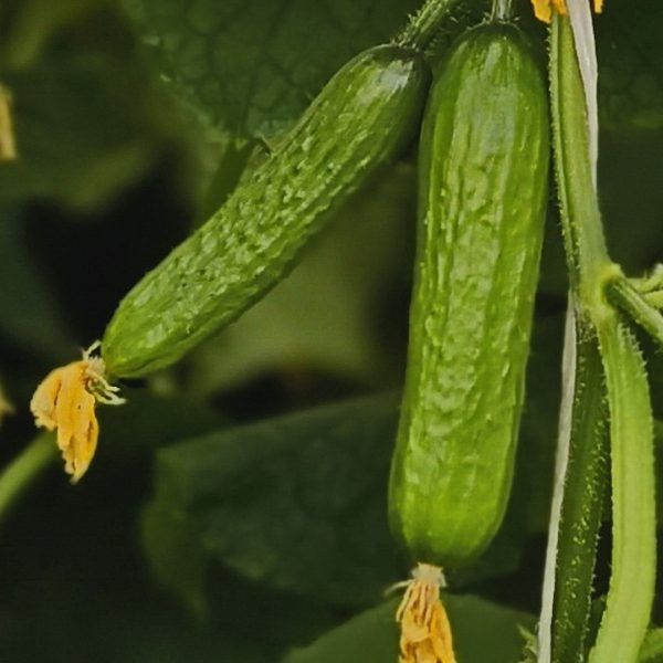 ������ �������: ��������� ������� ��� ������� ������