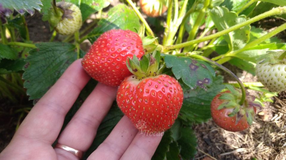 ����� ������������� ���������� ������: ��� ������������ ����� ��� ������������ ������