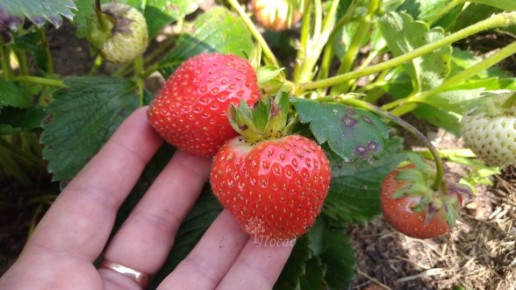 ����� ������������� ���������� ������: ��� ������������ ����� ��� ������������ ������