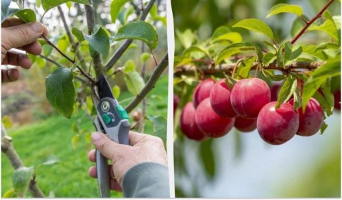 Секреты осенней обрезки сливы для щедрого урожая