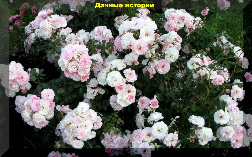 ������������� ����: ����� ���� ������� ��� ��� ��� ������ ������